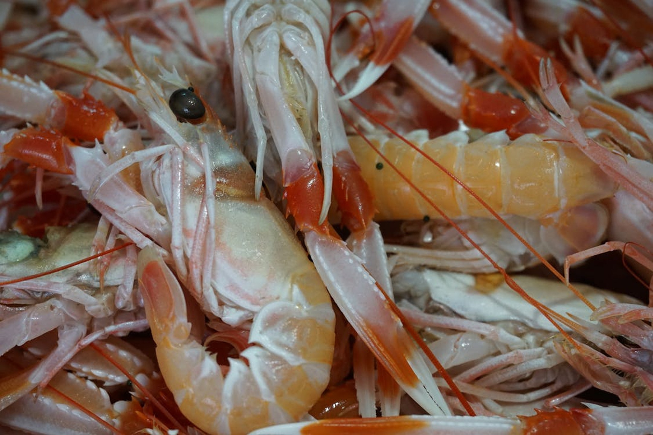 Shrimp Shell Chitin: Uses and Benefits in Modern Applications
