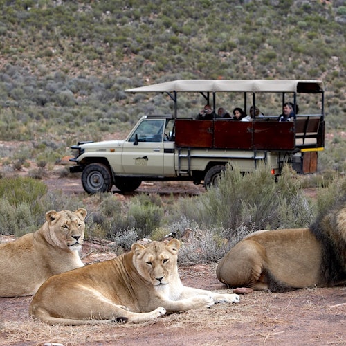 A group of lions at Aquila Game Reserve.