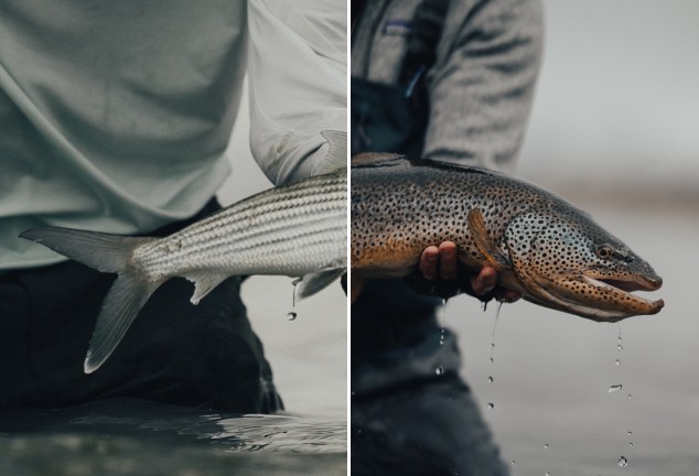 Split image showing the tail fin of a bonefish and the head of a brown trout