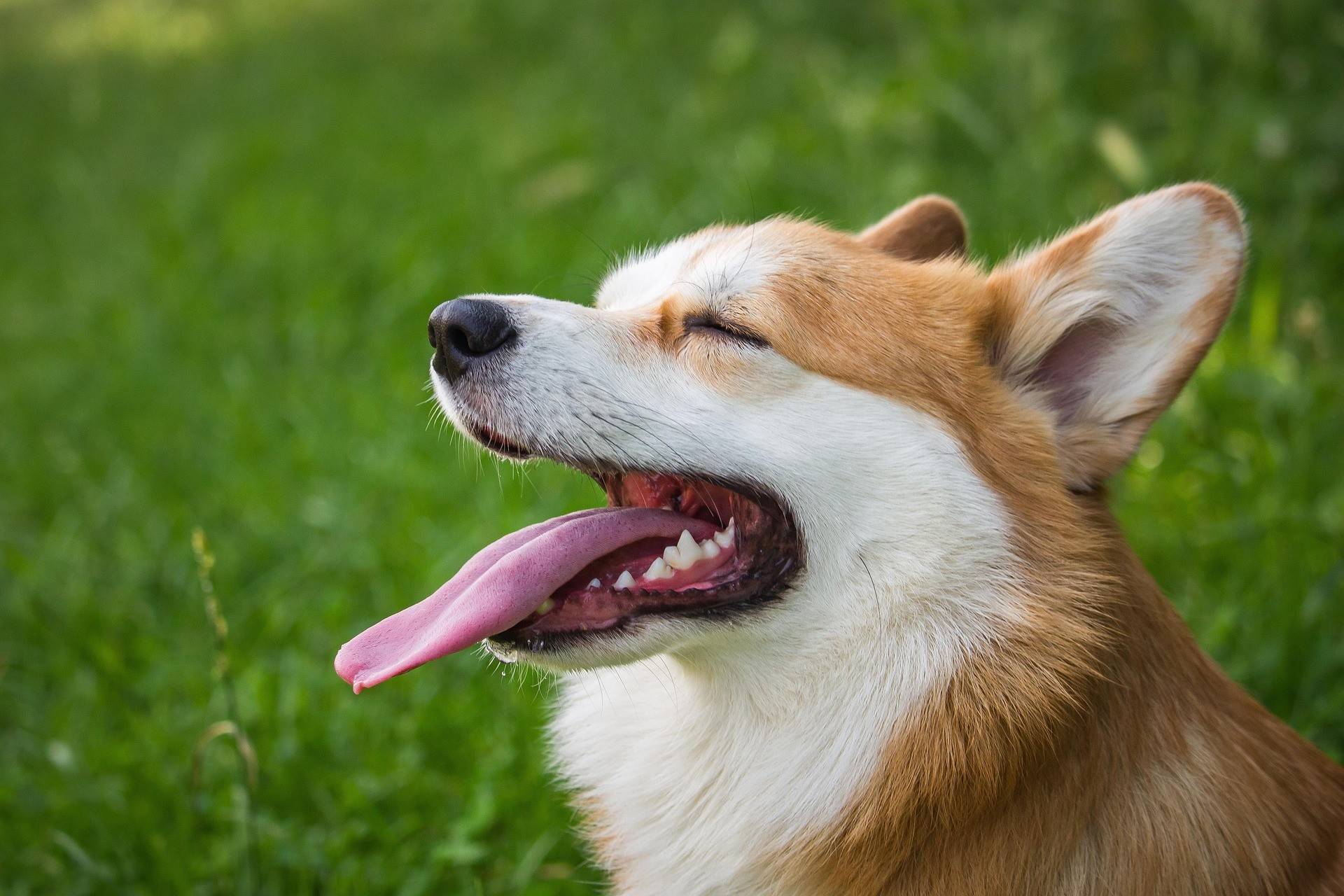 Corgi Dog Breed | Personality, Traits & Care Guide