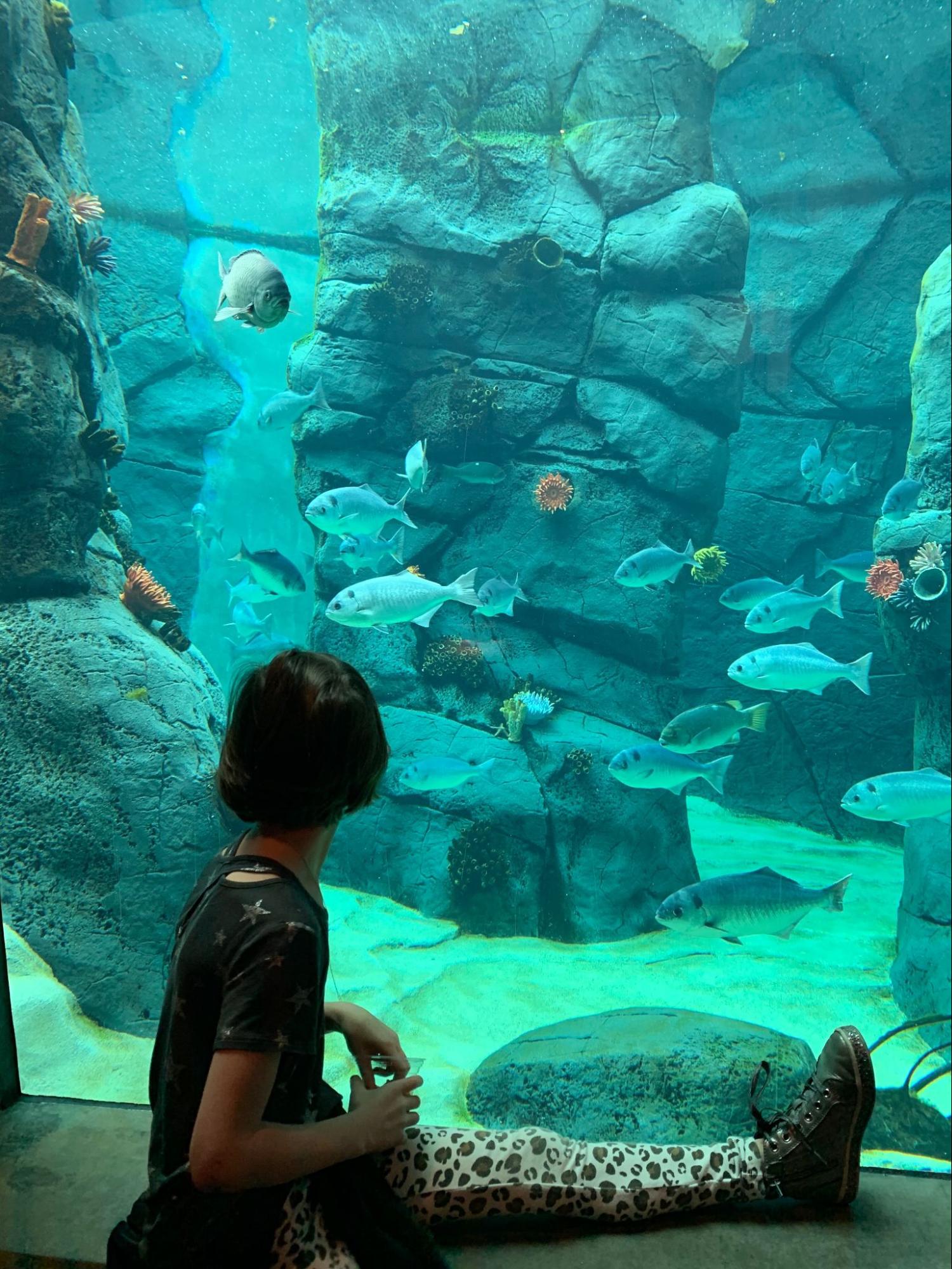 A girl watching fish in an aquarium