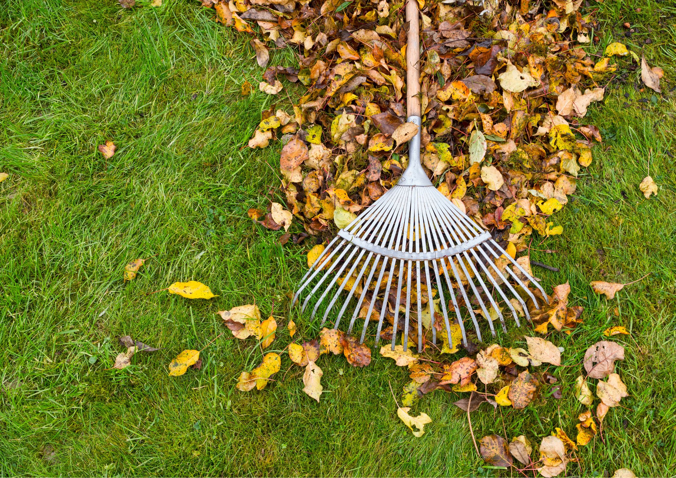 Preparación del huerto para el otoño