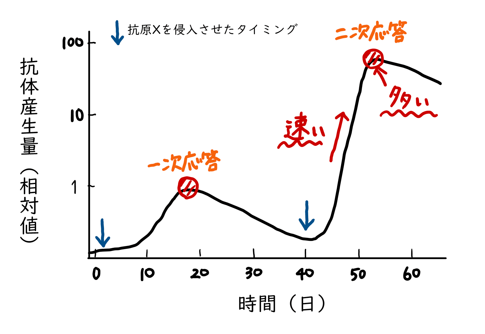 一次応答と二次応答の際の時間経過と抗体の増殖量