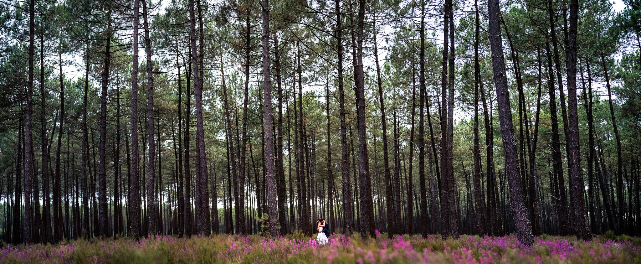 Couple de mariés s'embrassant dans la forêt landaise à Castet, entourée de bruyère en fleurs, dans une scène naturelle, paisible et lumineuse.