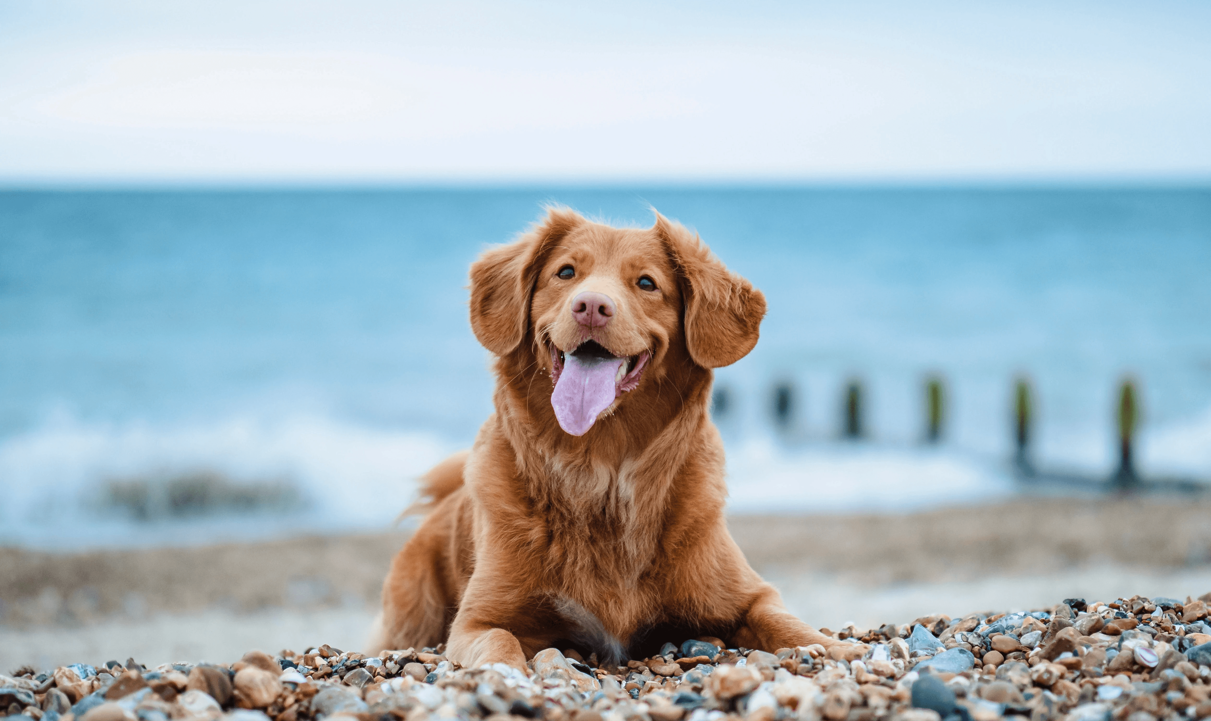 A happy dog at the beach