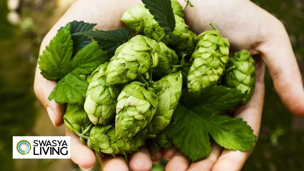 Hop Shoots Farming in India 