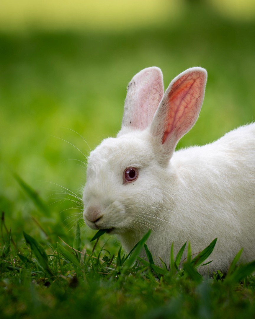 White Rabbit