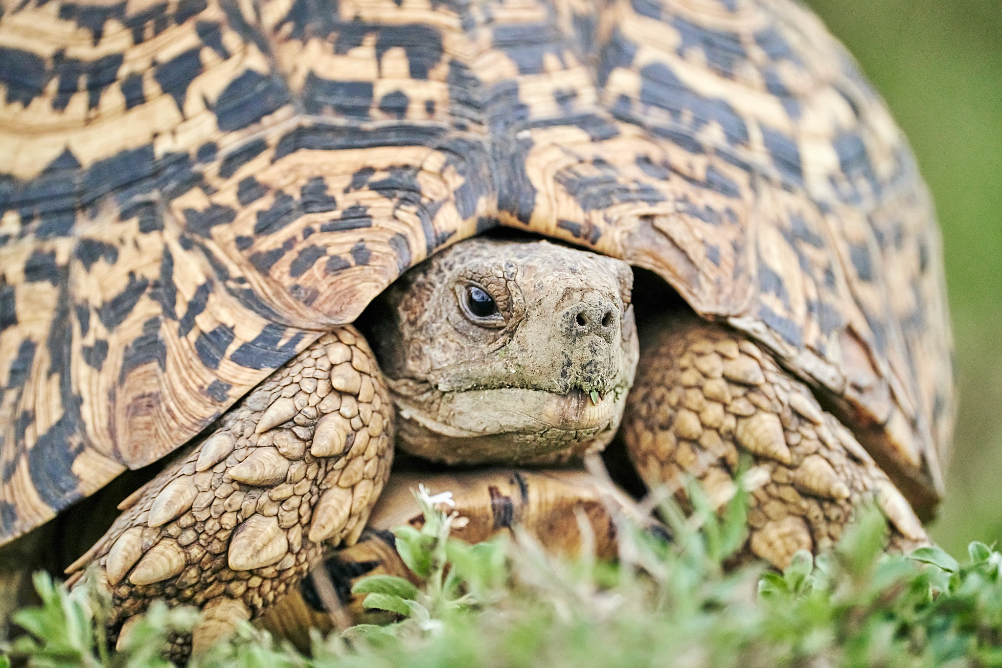 Grupp av ryttare på ridresa i Afrika galopperar över Serengetis vidsträckta slätter medan damm och gnuhjordar rör sig över horisonten under the great migration.