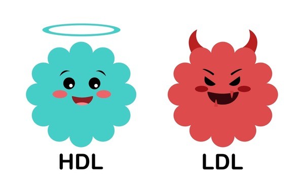 HDL vs LDL image