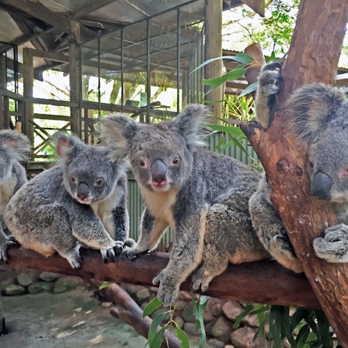 Five koalas sitting on branches inside an enclosure with glass windows and greenery.