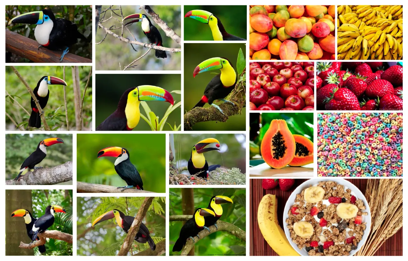 Reference collage pairing photographs of several toucan species with mangoes, bananas, apples, strawberries, papaya, multicolored ring cereal, palm leaves, and a breakfast bowl.
