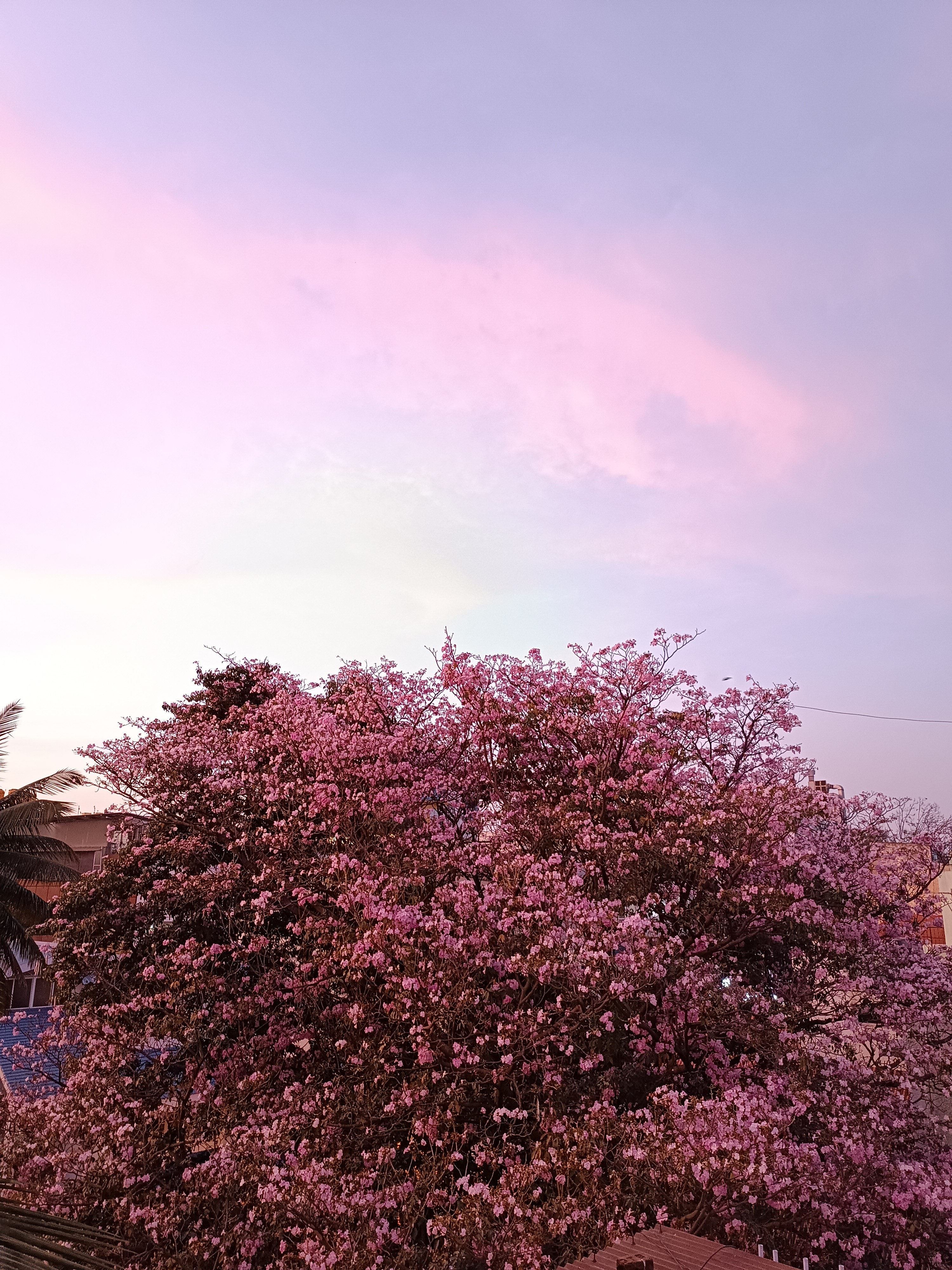 Pink tree and pink bengaluru sky