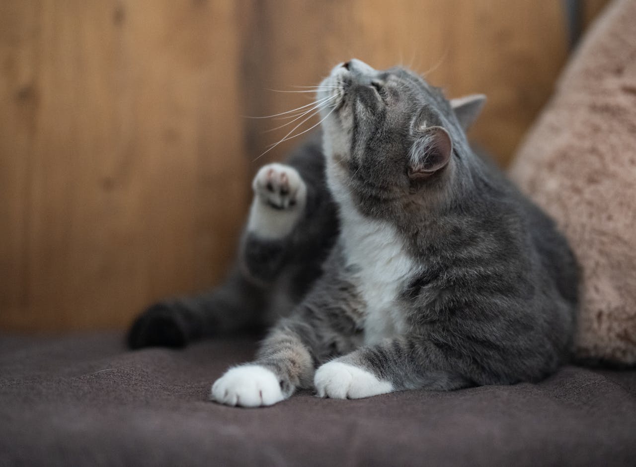 A cat is scratching itself due to allergies while laying down on the sofa.