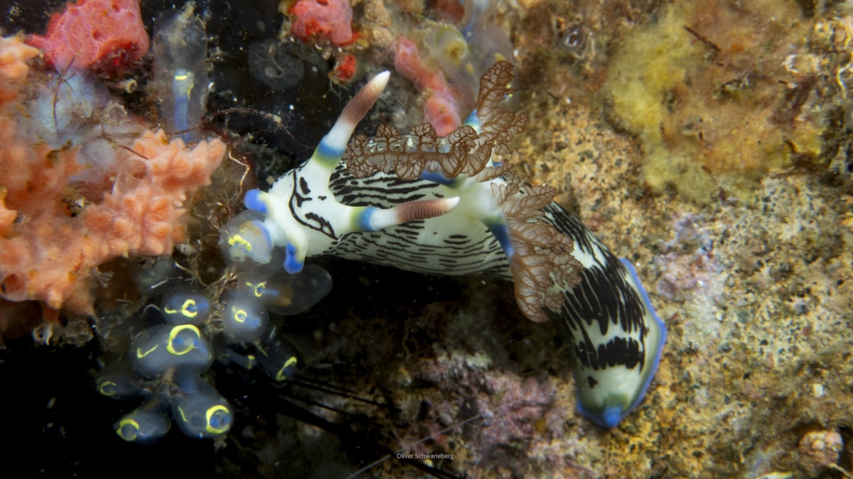 Pair of nudibranchs crawling across a coral reef in Indonesia