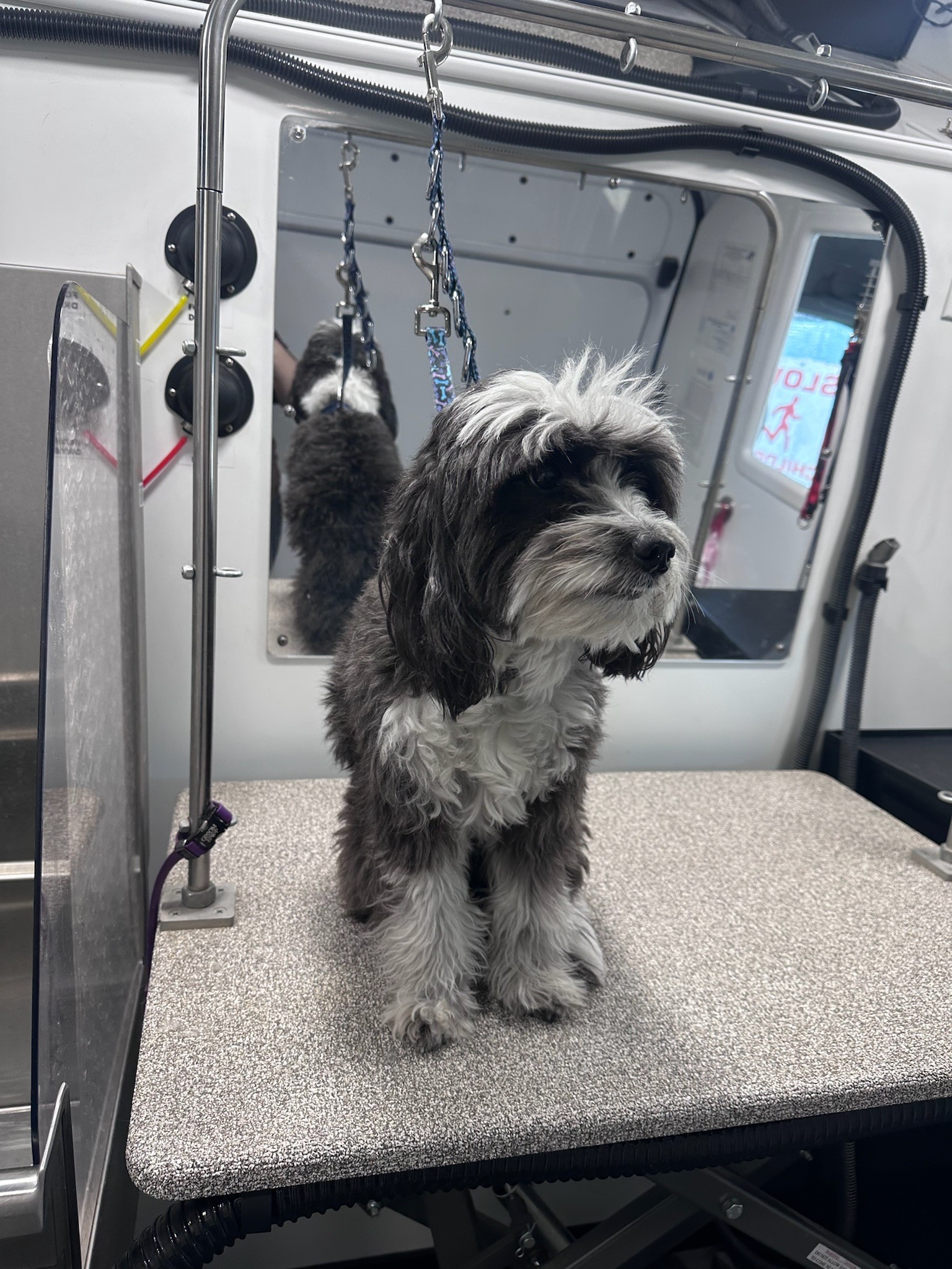 Small fluffy dog standing on grooming table in mobile dog grooming van, Orange County