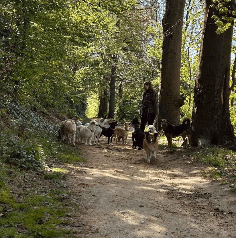 Hundegruppe mit Xenia im Wald