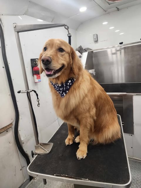 Large Dogs Grooming Gallery Of Photos - Wags To Riches Dog Grooming