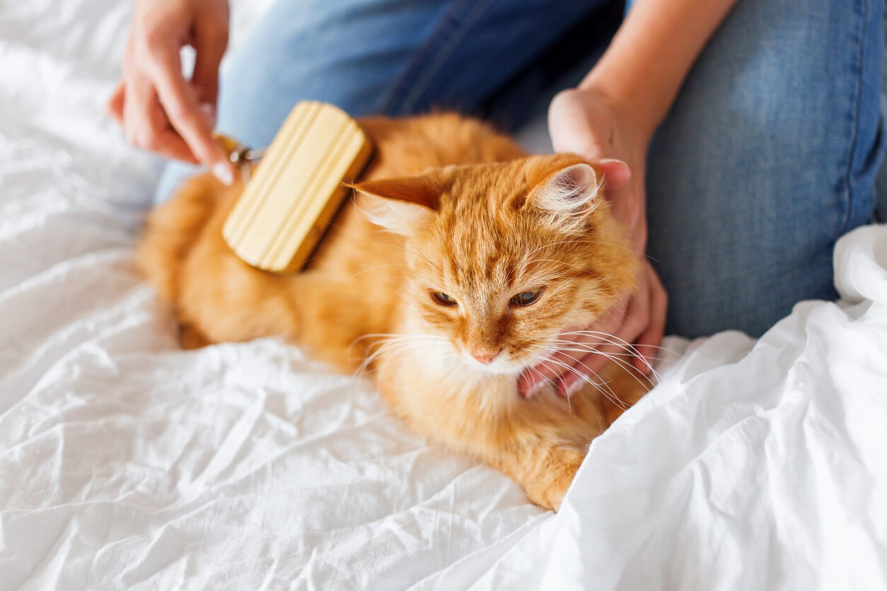 cat being brushed