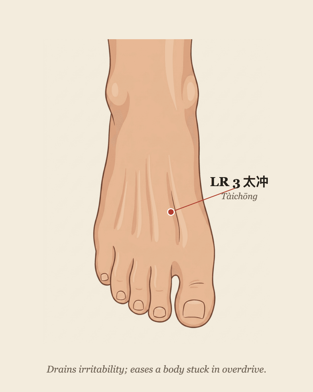 LR3 Taichong acupoint location on the top of the foot
