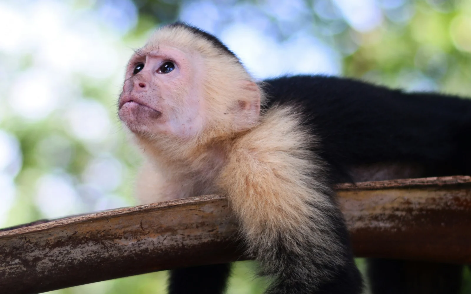 Monkey in a tree looking up