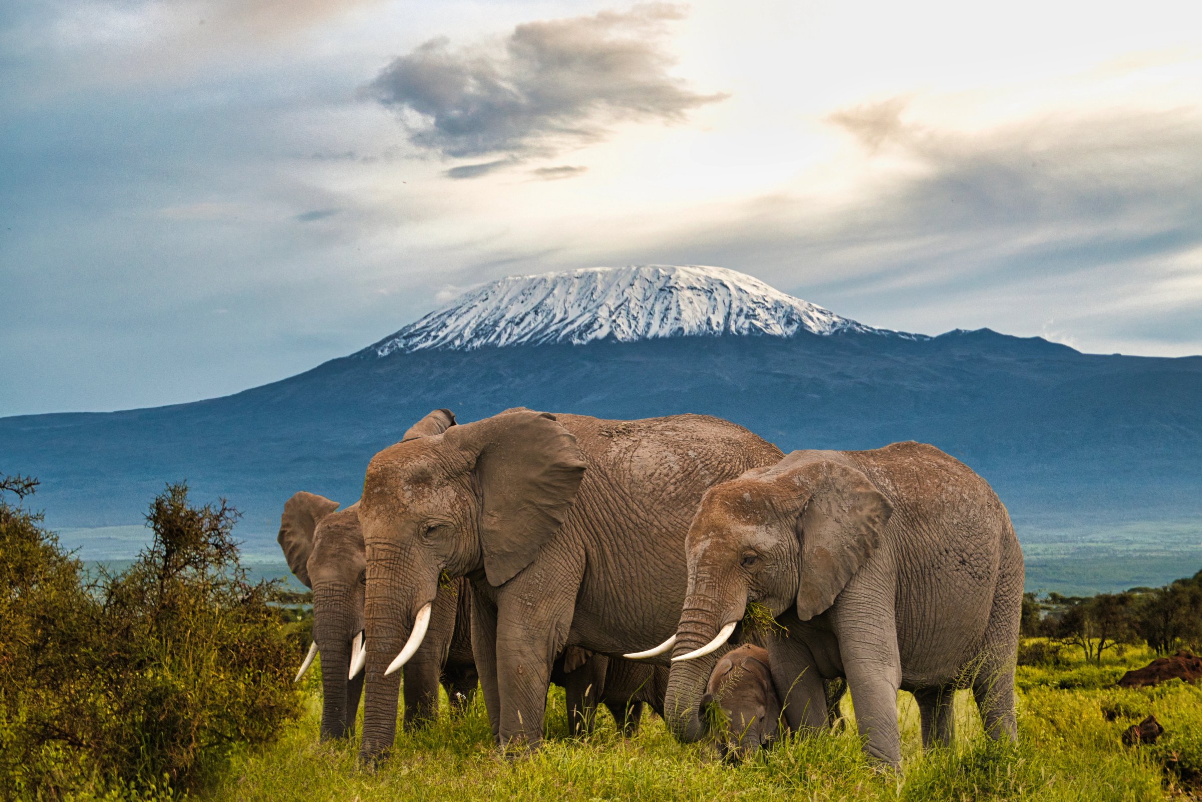 Elephants in Amboseli National Park beneath Mount Kilimanjaro