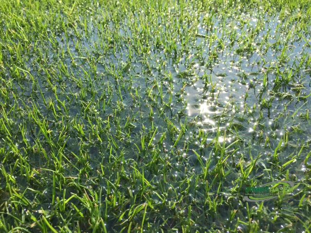 Platz 5 : Wässern…