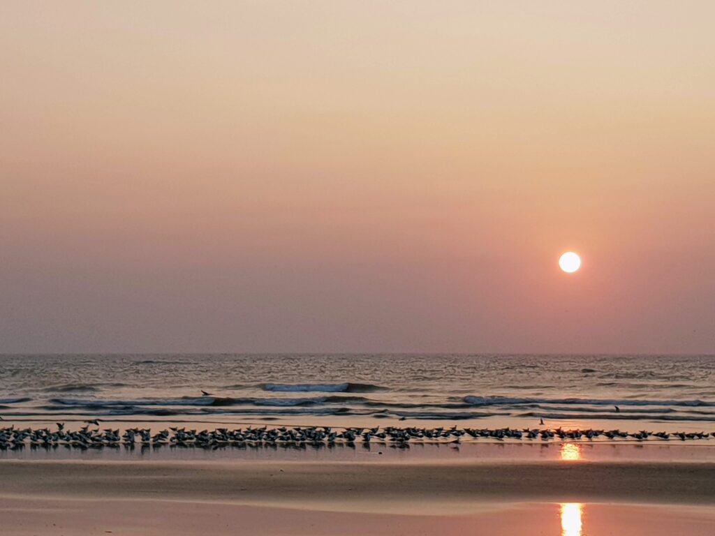 Sunset over the ocean and sea gulls gathered on the sands