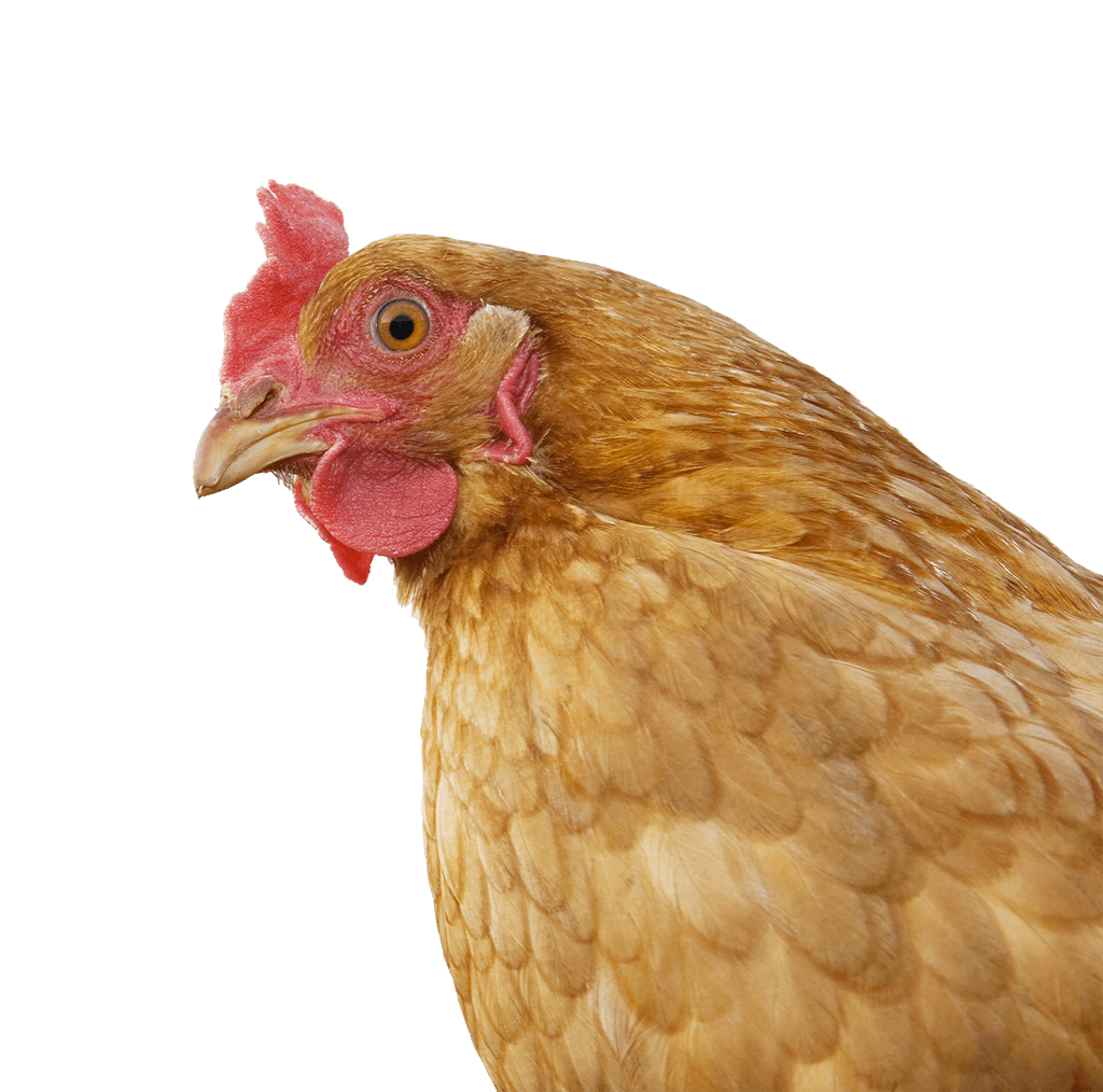鮮やかな赤いとさかと肉垂れを持つ健康な茶色の雌鶏。私たちの卵製品の品質を象徴しています。