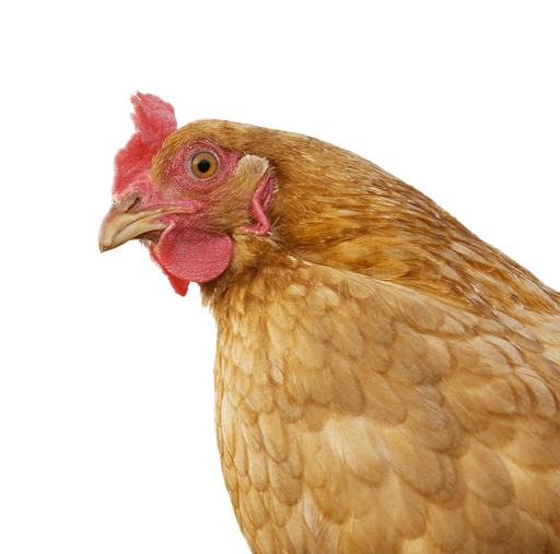 A close-up of a healthy brown hen with a vibrant red comb, symbolizing the quality of our egg products.