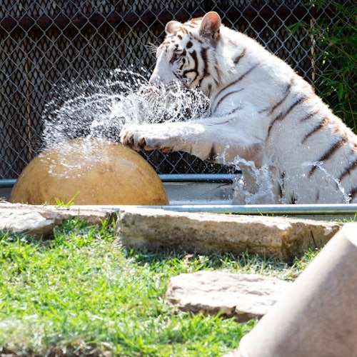 Una tigre bianca schizza acqua giocando con una grande palla gialla in un recinto recintato. L'erba e le rocce sono visibili in primo piano.
