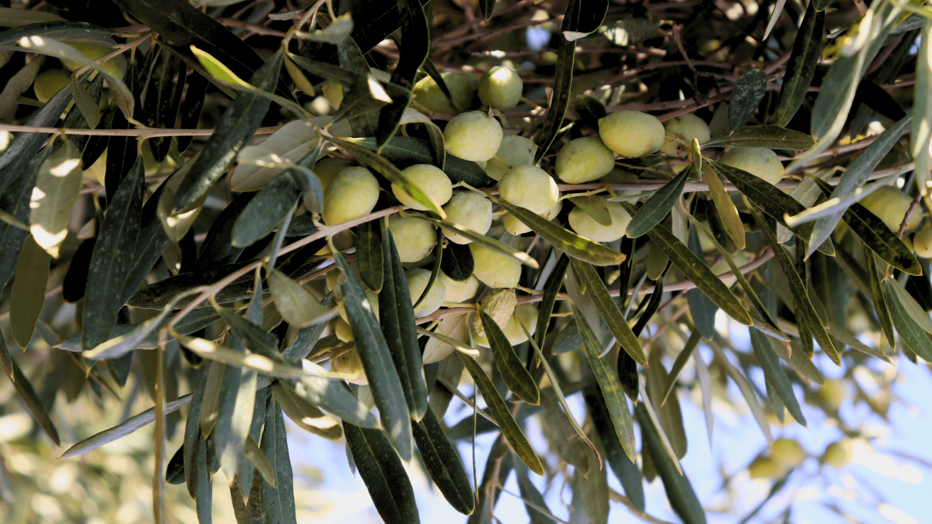 Close-up of an olive branch with green olives.