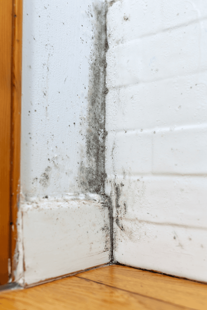 Mold spreading on a white brick wall near a wooden window frame.