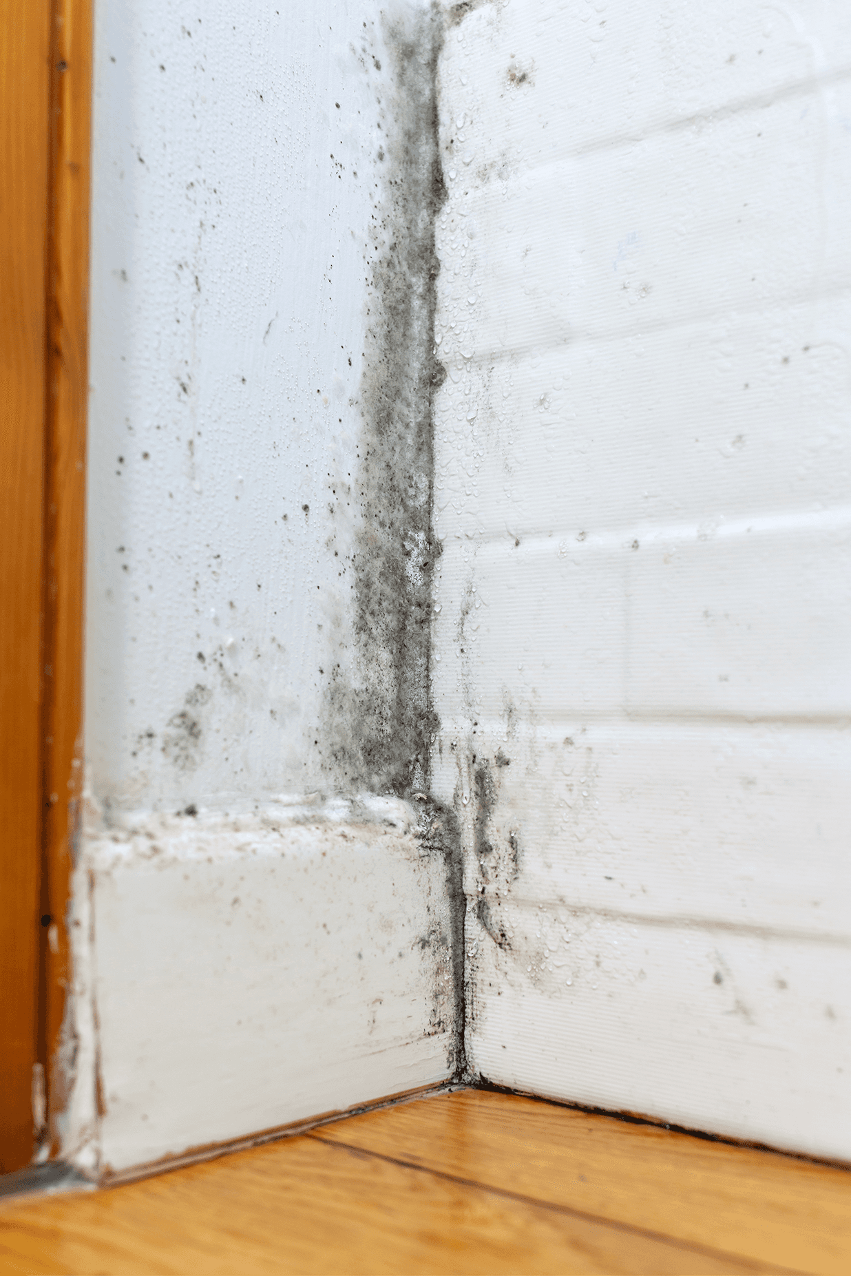 Mold spreading on a white brick wall near a wooden window frame.