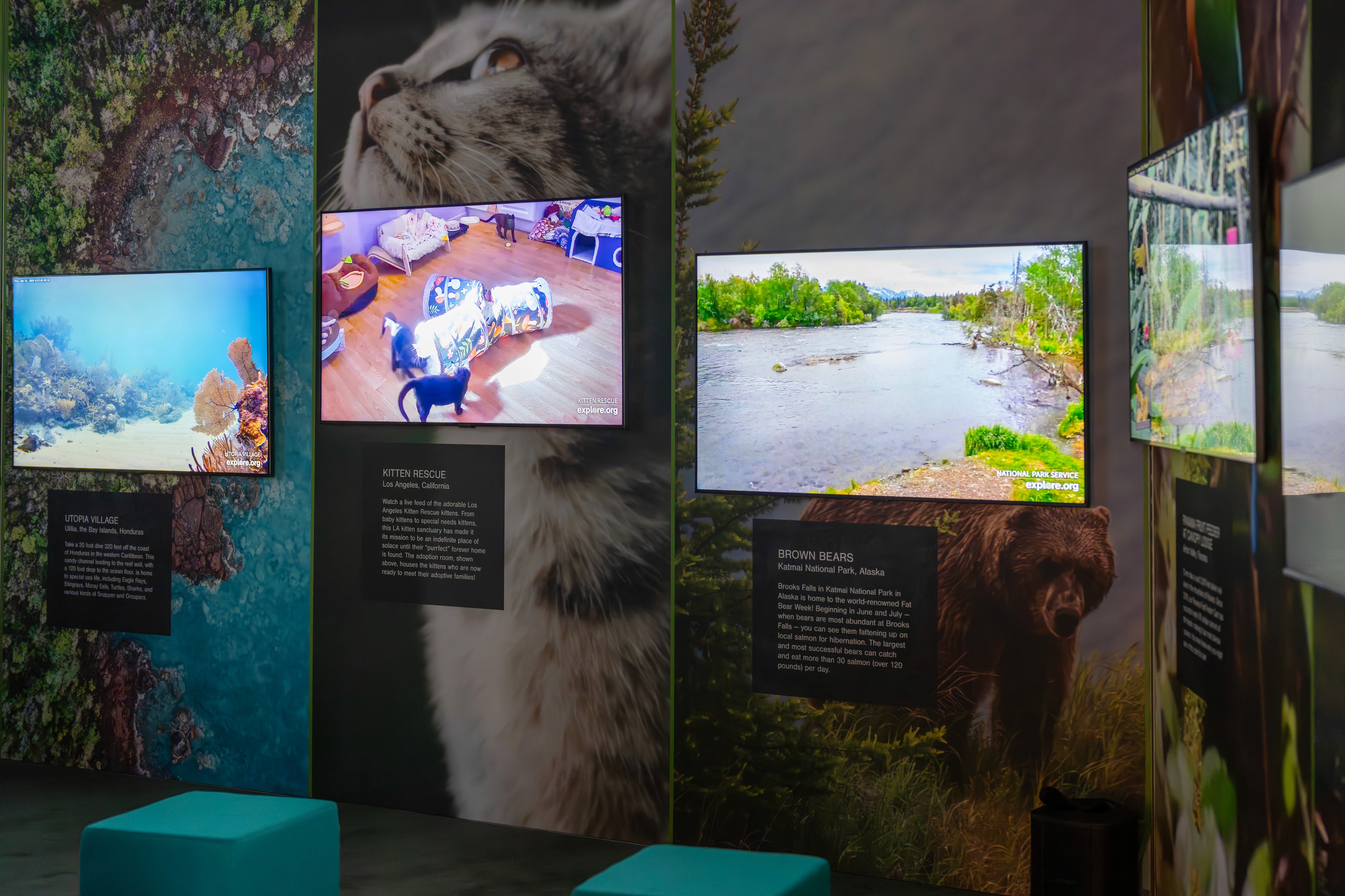 Explore.org Zen Den — Aspen Ideas Festival