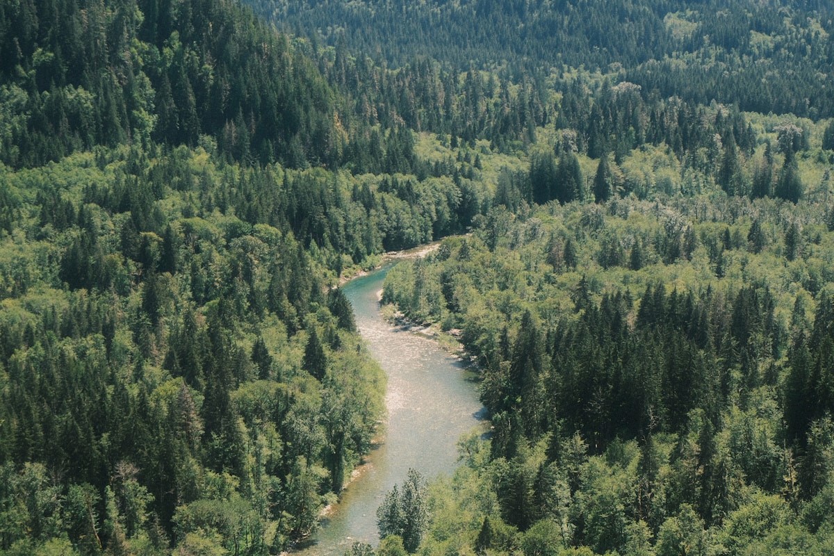 Aerial view of a winding river in a dense forest