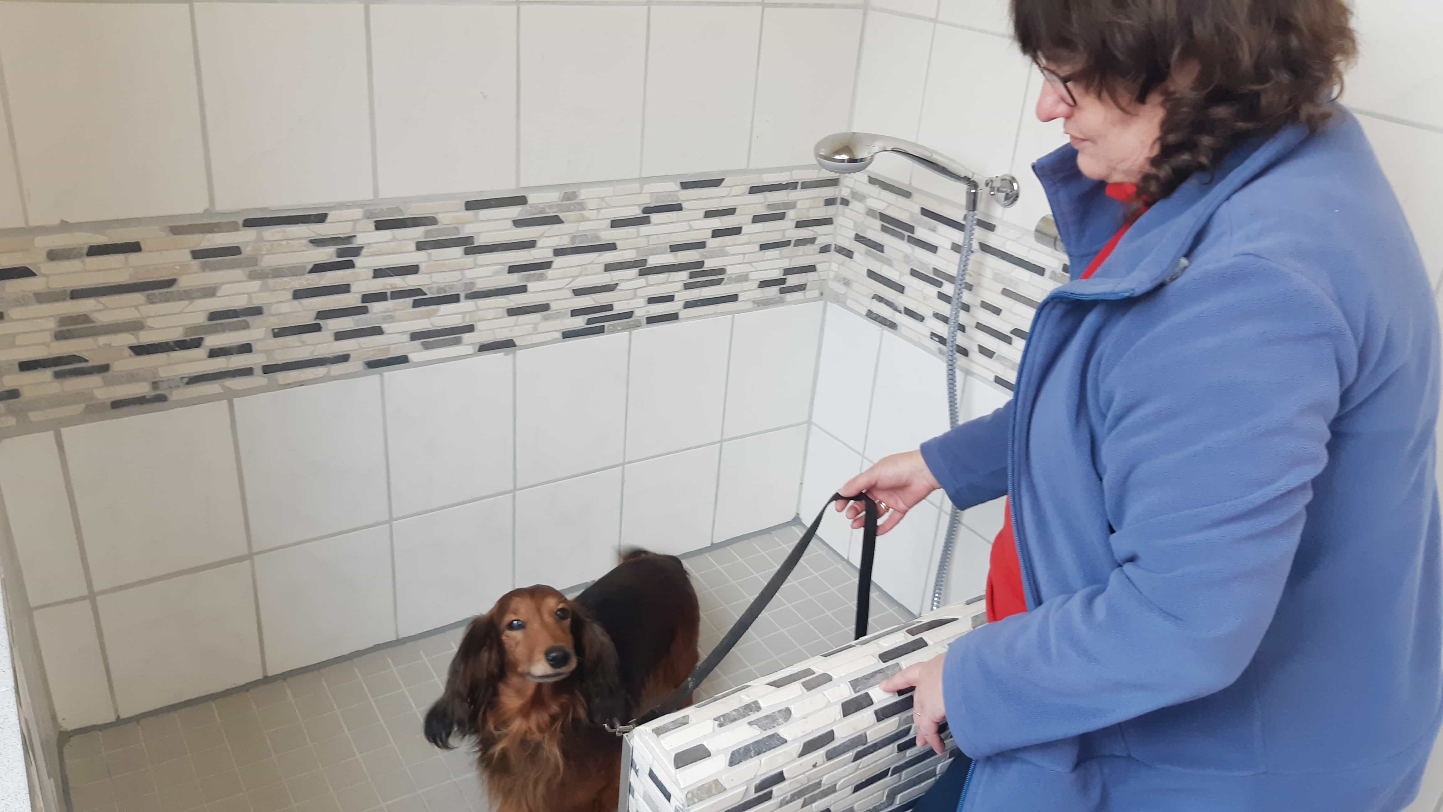 Dachshund with woman in the dog shower