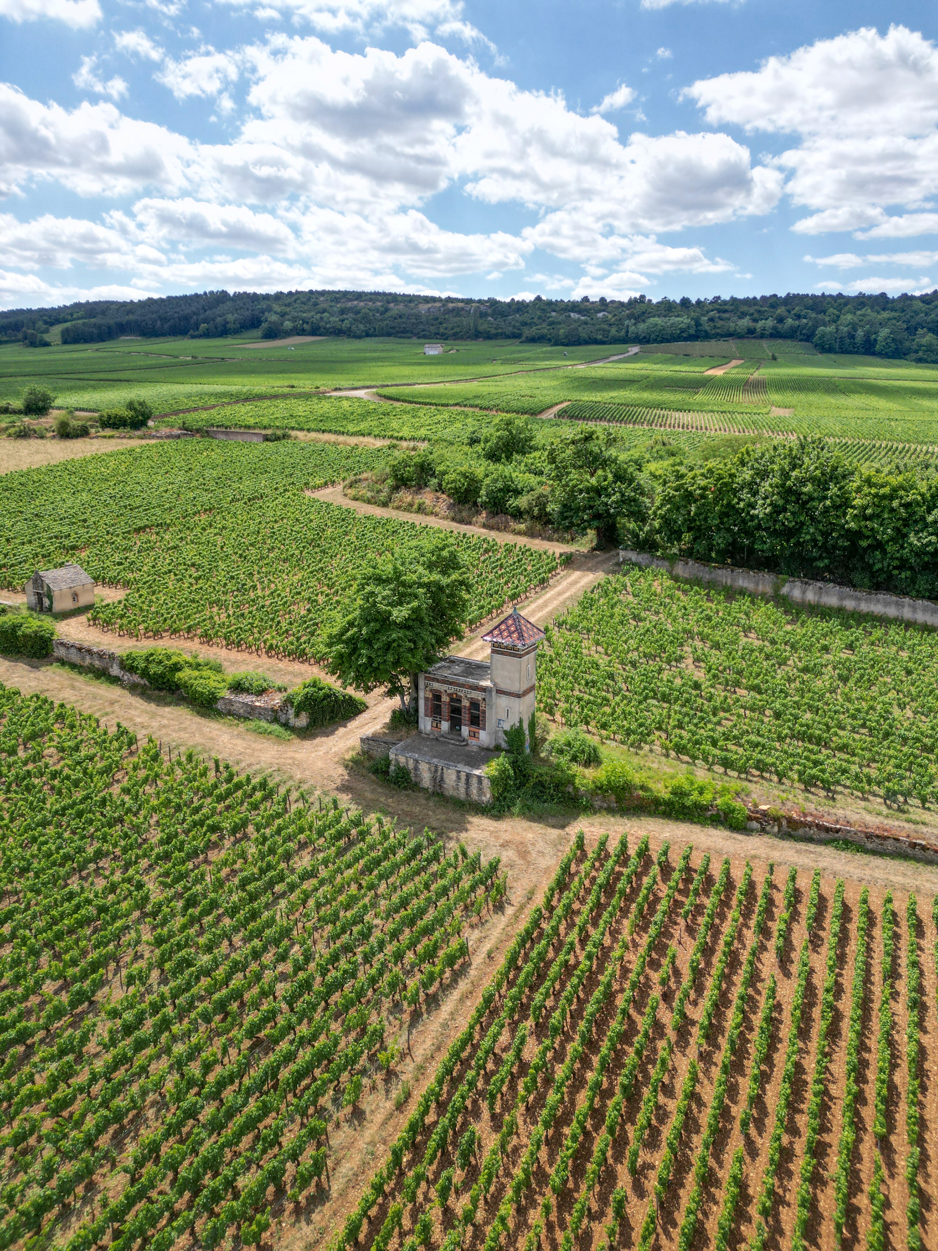 Green vineyards with a wide view of grape fields and natural landscape.