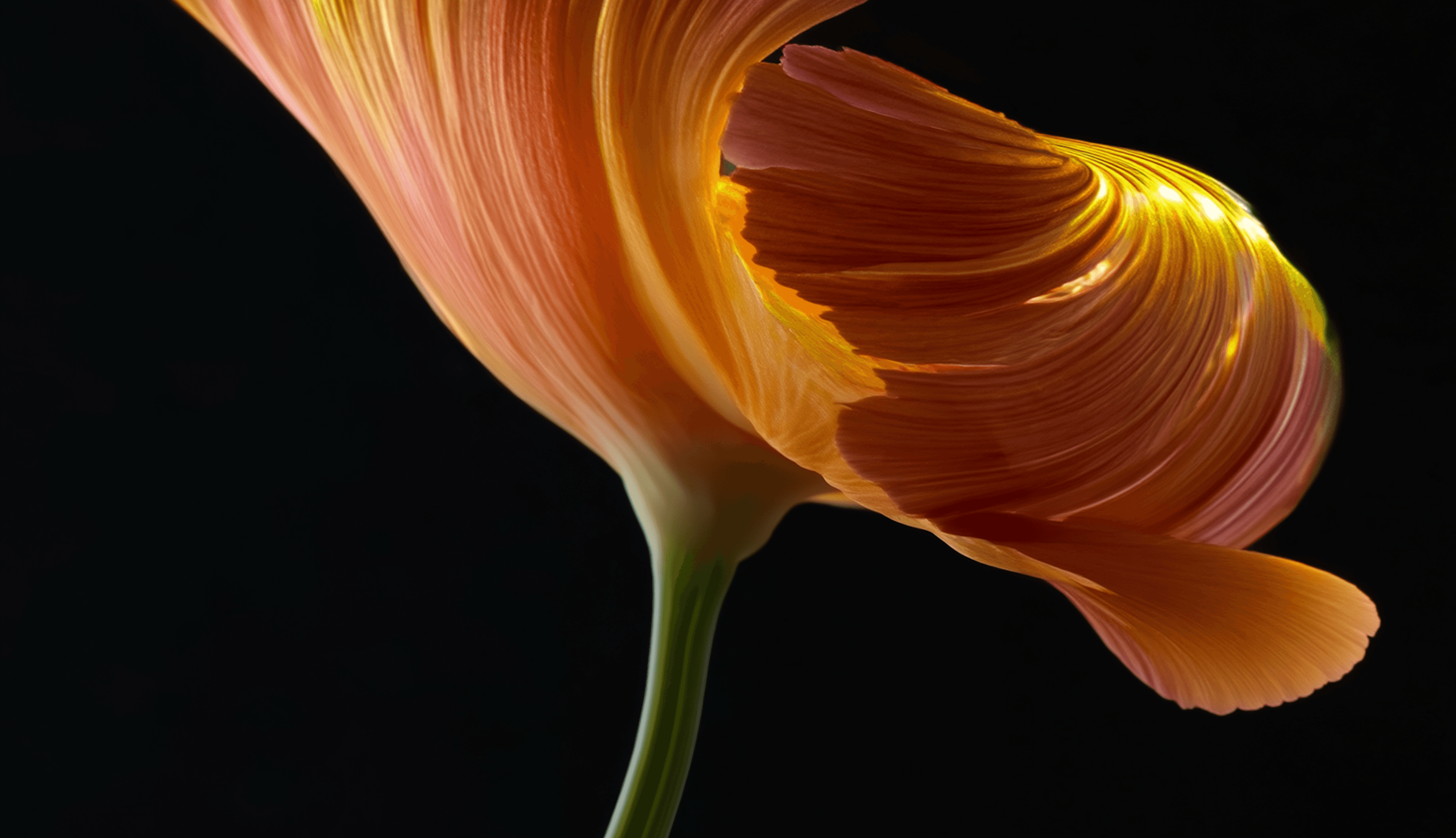 preview-image