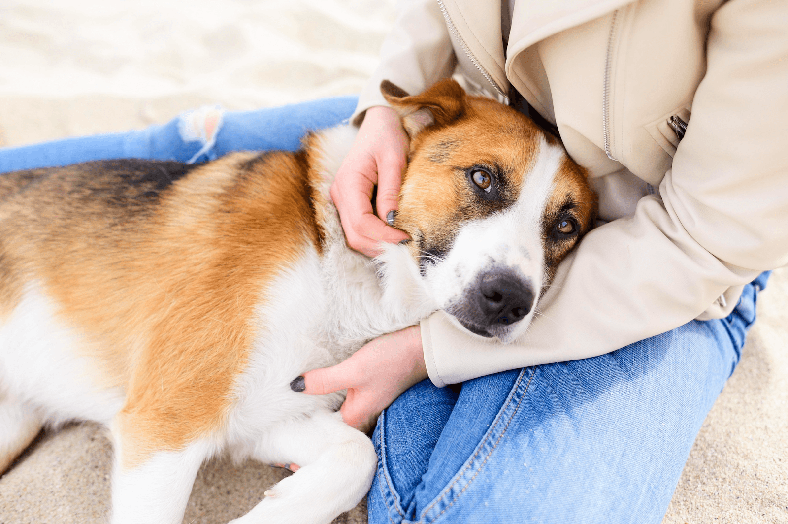 Dog is resting on the owner’s lap, showing calm behaviour during the pregnancy period.