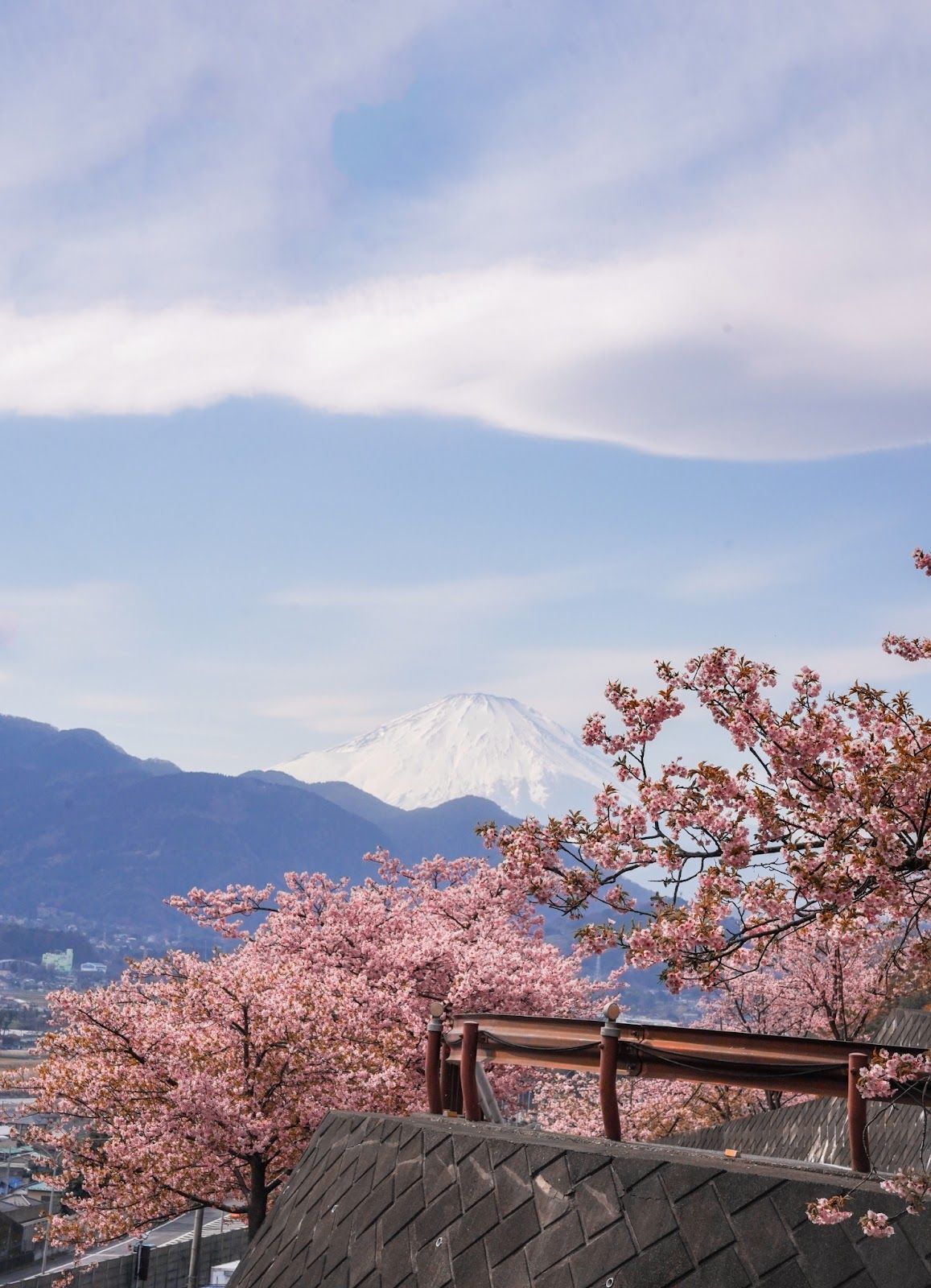 Sakura with Mt. Fuji in the background at Nishihirabatake Park