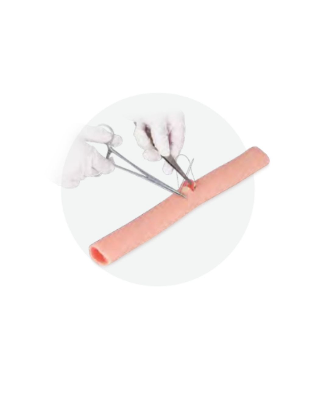 Intestine Anastomosis Model