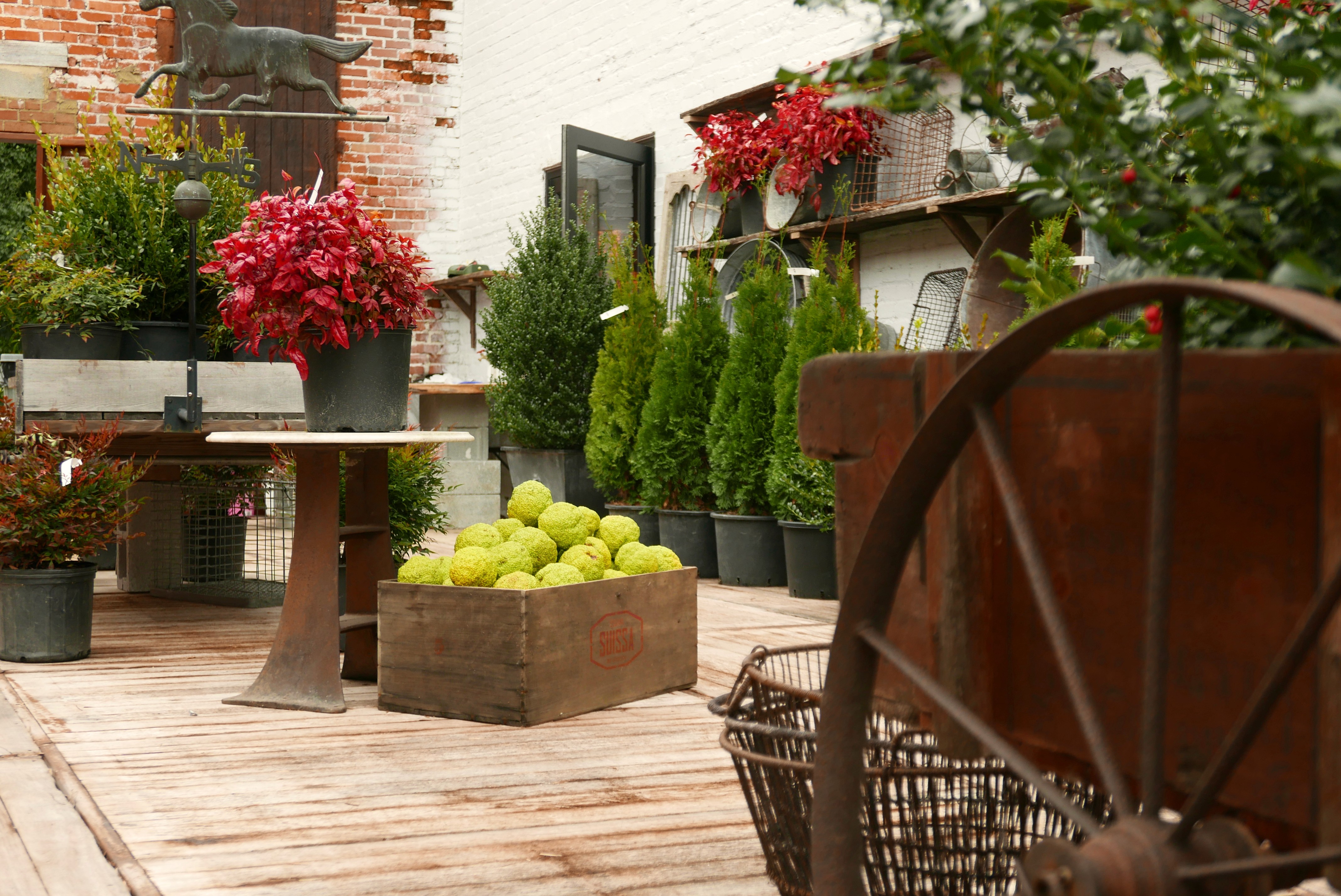 In-store photography of various products inside of virginia based concept store Ivy & Rye. 