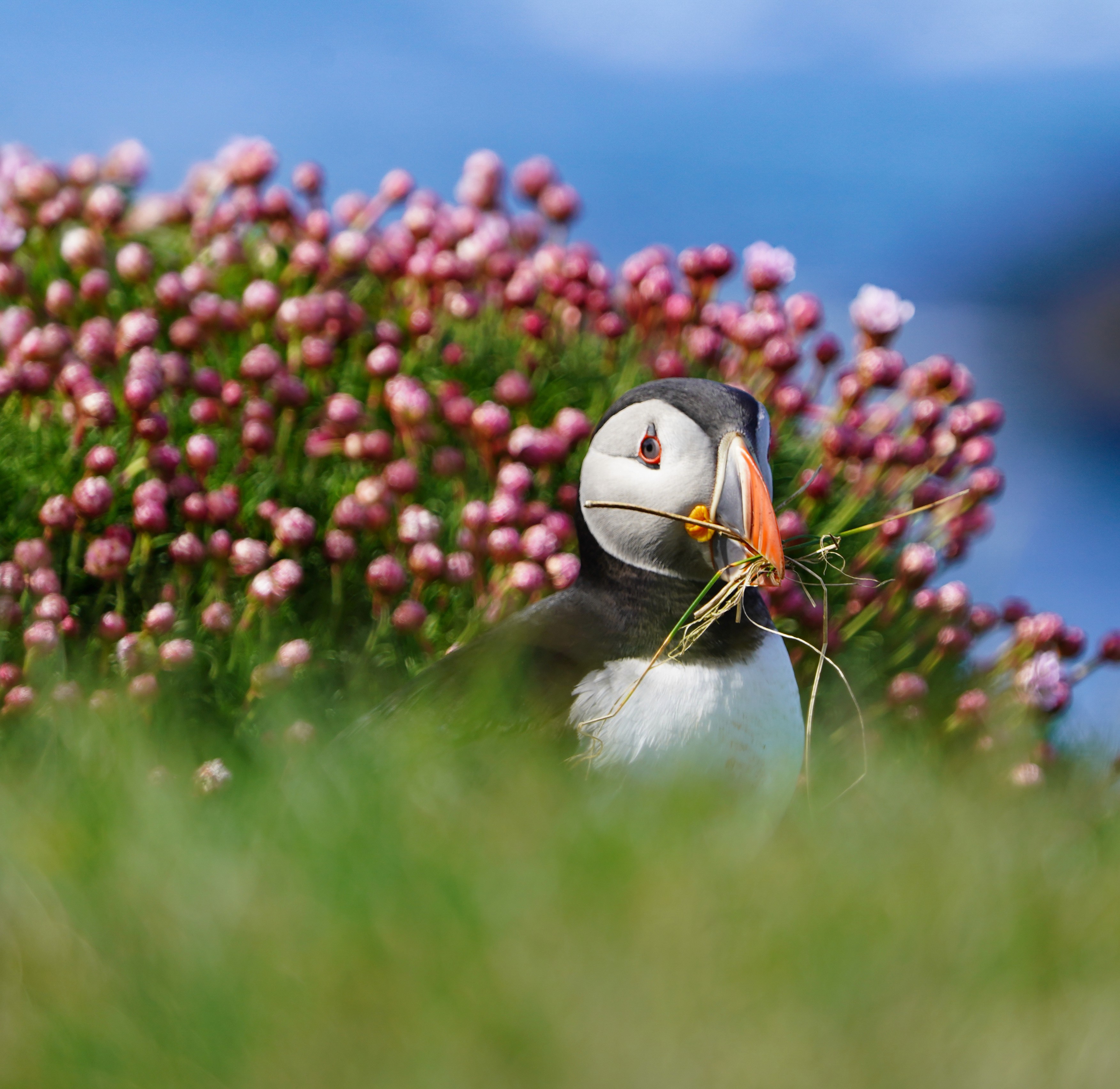 Puffin among coastal flowers
