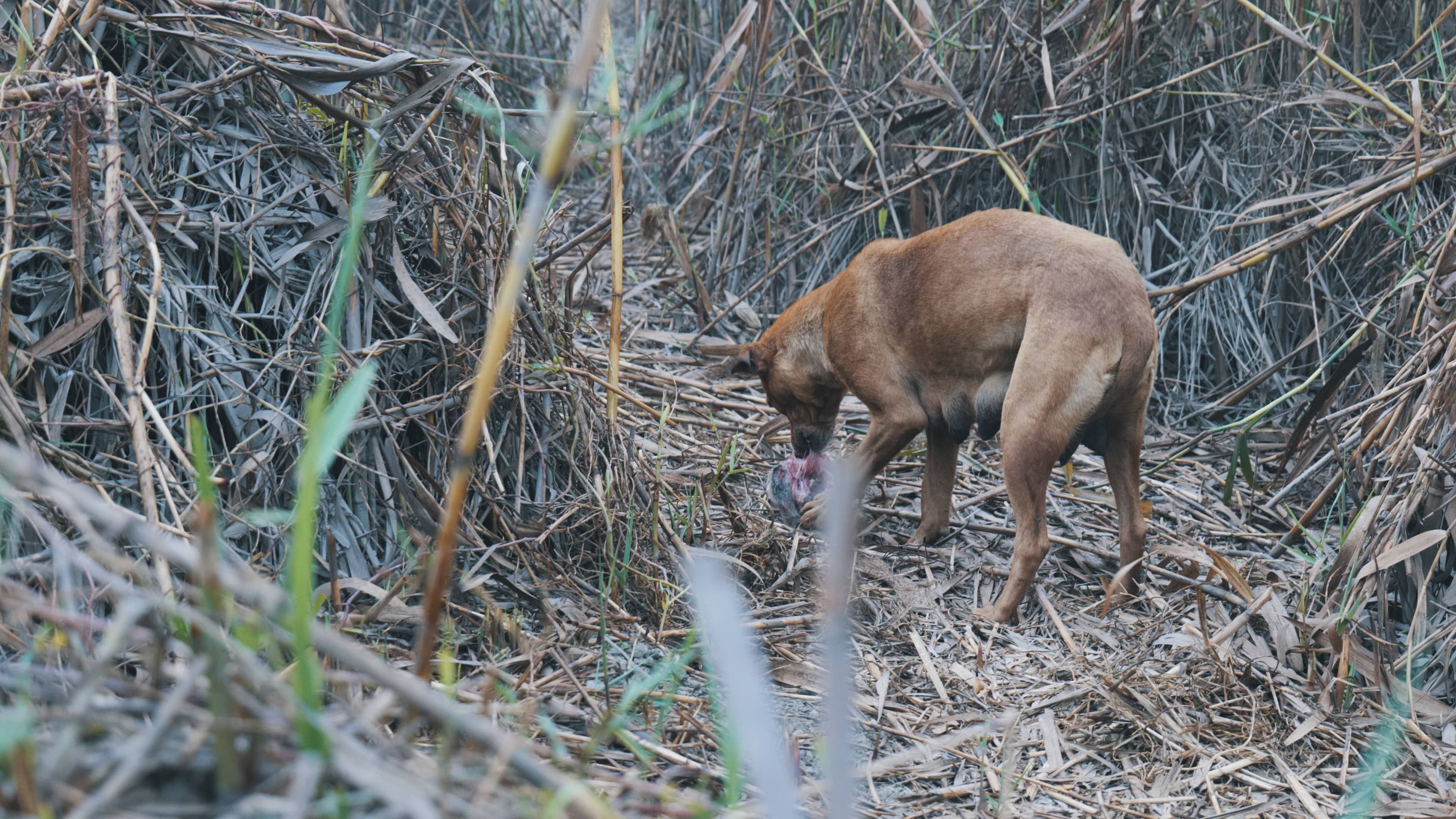 Close-up shot of a wild pariah mother dog devouring a rodent, surrounded by dry, tall plants. The dog's intense focus on the meal is visible. The image is taken from within a cluster of shrubs, giving a sense of secrecy to the moment.