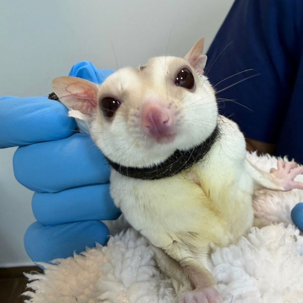 A sugar glider is being held by a veterinarian inside the clinic.