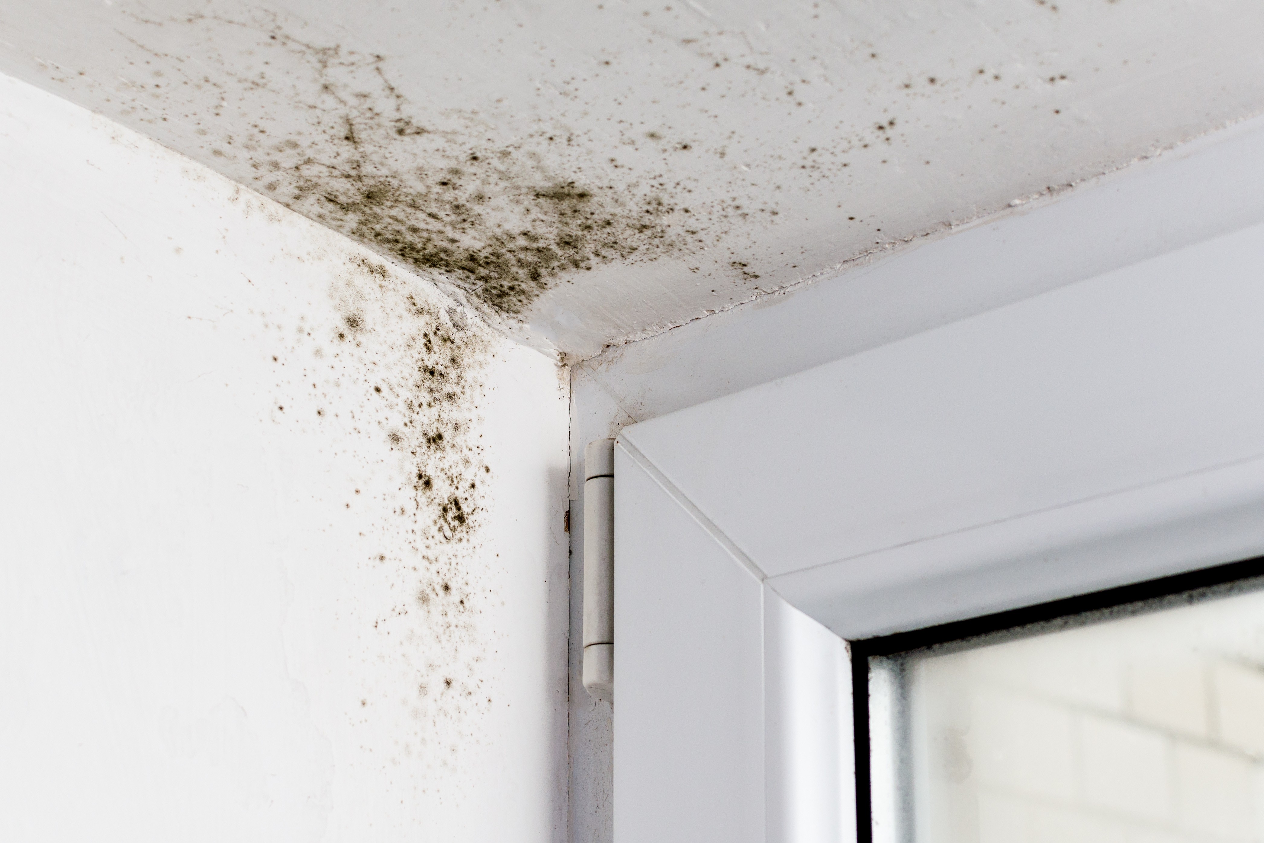 Mold growth on ceiling and wall corner above a window frame in a St. Louis home, caused by moisture intrusion and poor ventilation