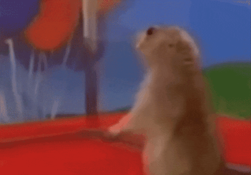 Surprised Prairie Dog Meme