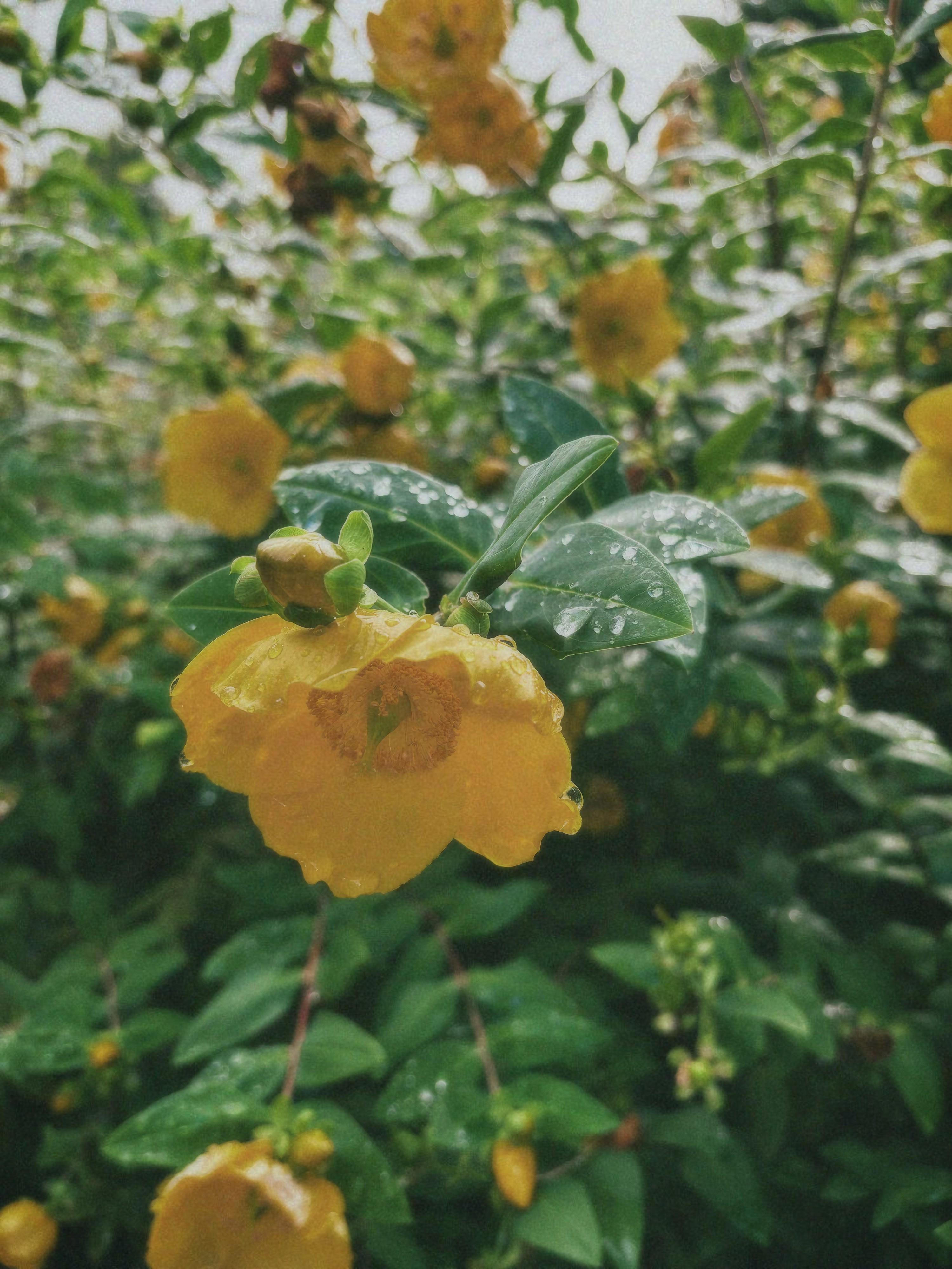 A close-up of a hand wearing multiple decorative rings against a blue background.