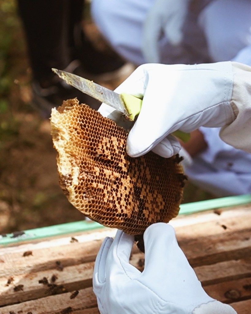 A person in gloves holding a piece of honeycomb while using a knife to harvest honey.