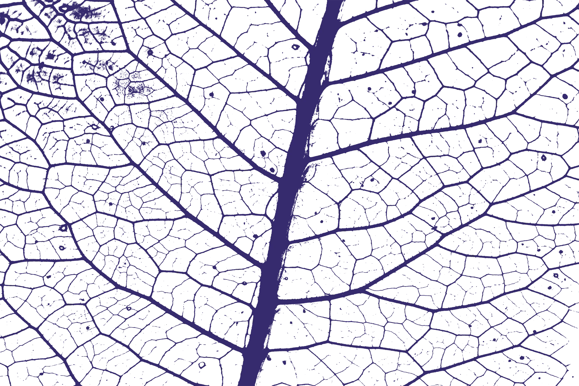 Leaf image overlay